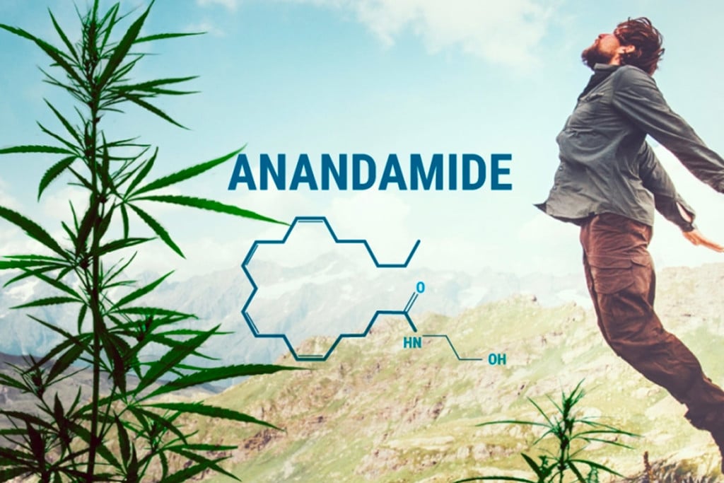 What is Anandamide and how does it work?