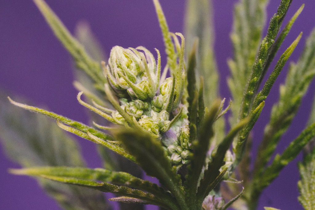 Cannabis Plants: Male, female and hermaphrodite - RQS Blog