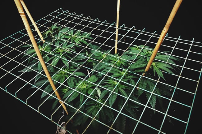 Scrog Screen Build, PVC and masons line. : r/cannabiscultivation