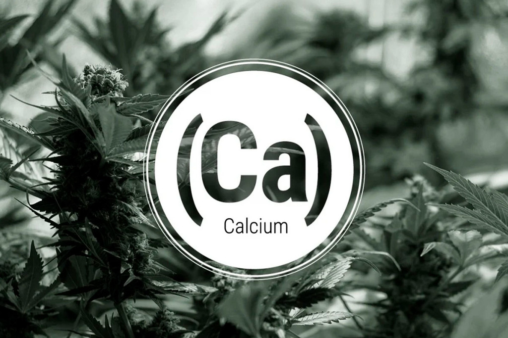 Identifying Calcium Deficiencies In Cannabis Ensures Strong Growth ...