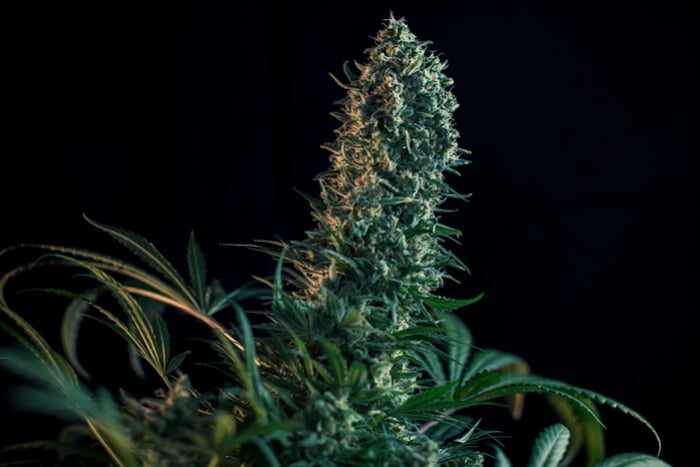 cannabis plants flowering