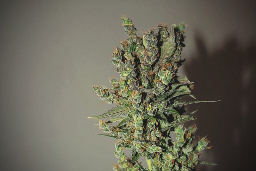 How To Spot And Handle Cannabis Foxtails - RQS Blog