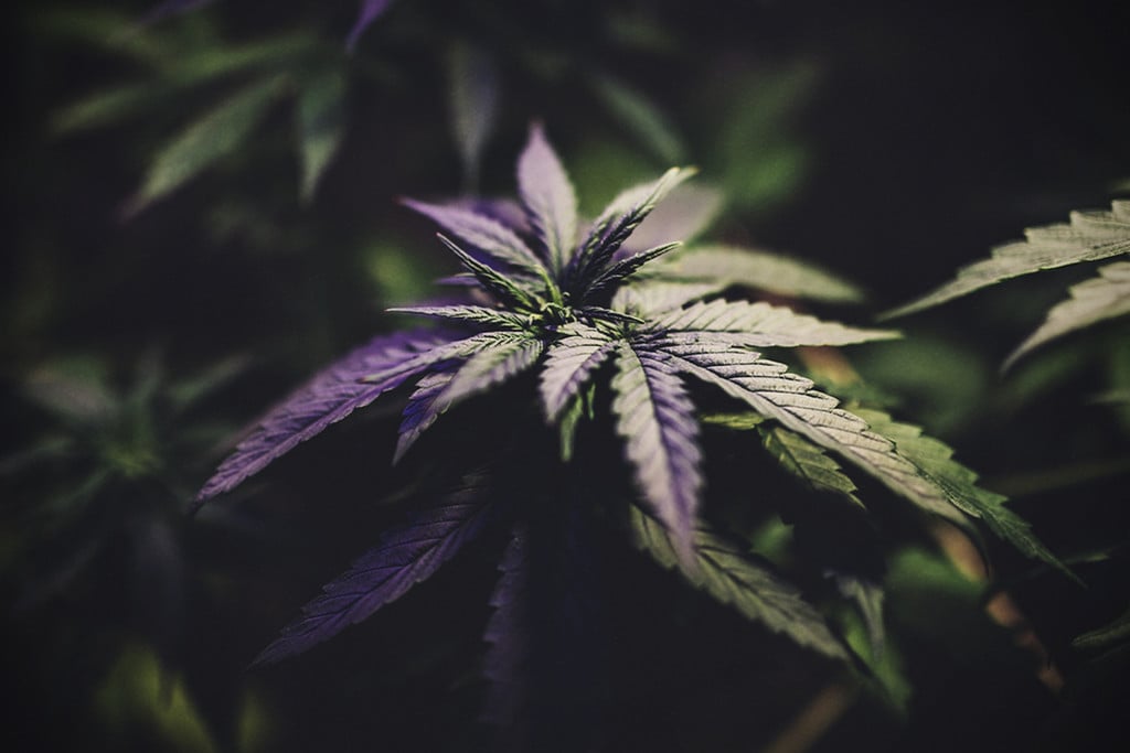 Comment soutenir les plantes de cannabis en plein air - Fast Buds