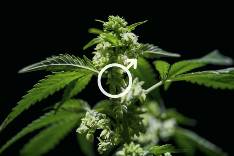 Uses Of Male Cannabis Plants Rqs Blog