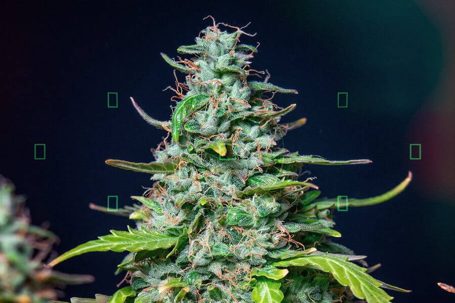 https://www.royalqueenseeds.com/modules/prestablog/themes/royalqueenseeds/up-img/669.jpg