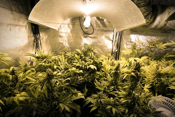 The Indoor Marijuana Grower S Guide To Artificial Lights
