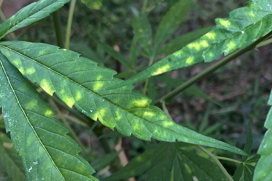 How To Deal With Leaf Septoria Yellow Leaf Spot On Cannabis