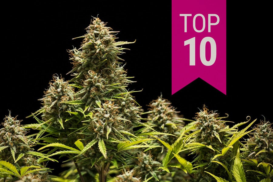 Top 10 Indica Strains of 2023 - Blog