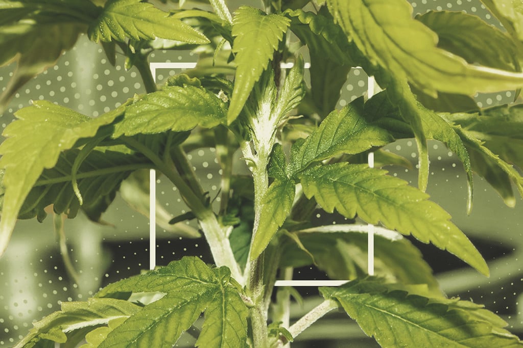 overwatered marijuana seedlings