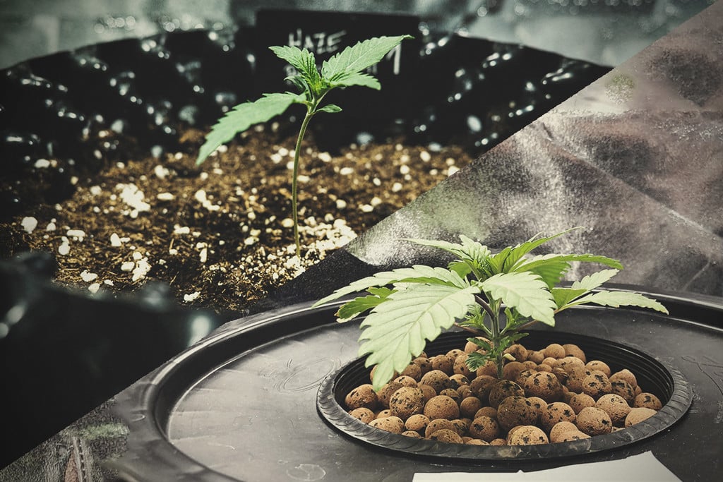 Hydroponic vs Soil Cannabis Cultivation - RQS Blog