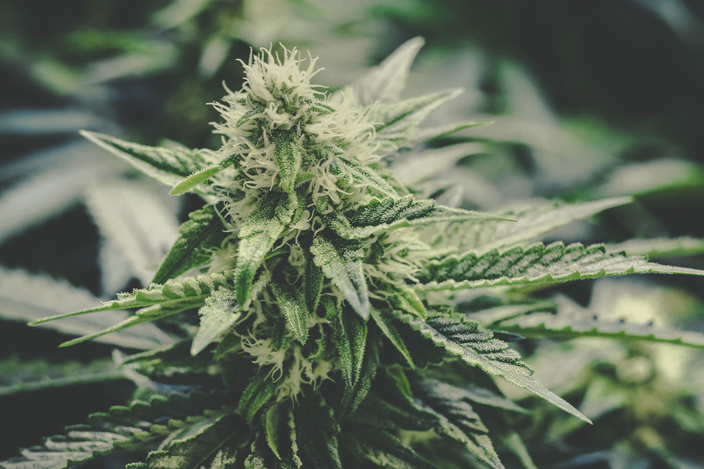 Cannabis effects: Why Weed Gets You High - RQS Blog