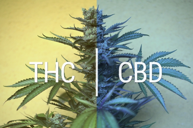 Is Cannabidiol (CBD) Truly Non-Psychoactive? - RQS Blog