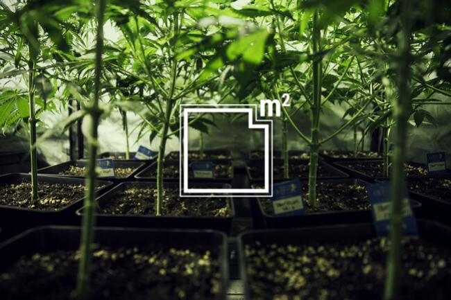 How Many Marijuana Plants To Grow Per Square Meter Rqs Blog