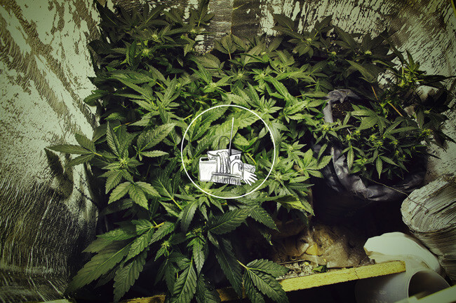 Why You Should Keep Your Marijuana Grow Room Clean Rqs Blog