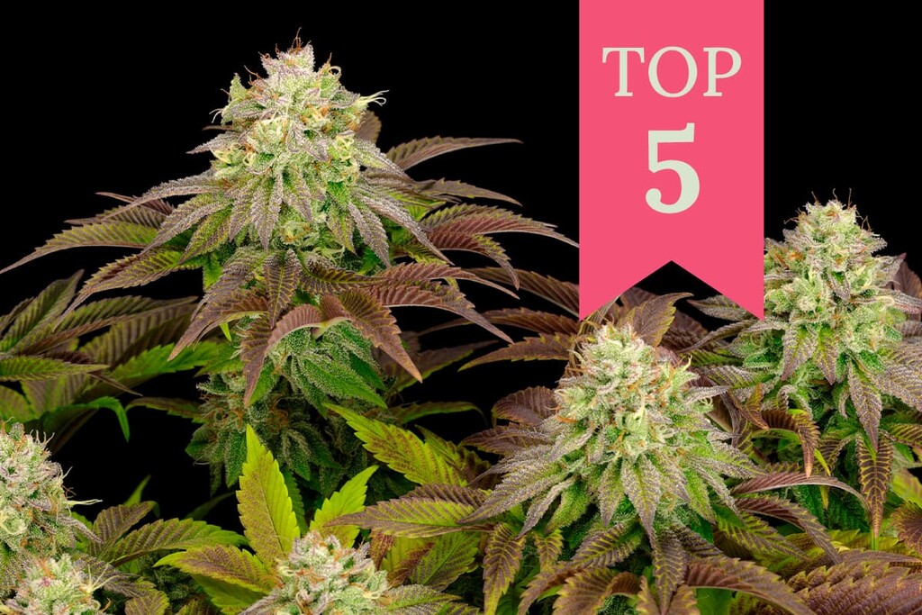 the-5-most-potent-indica-cannabis-strains-2020-update-rqs-blog