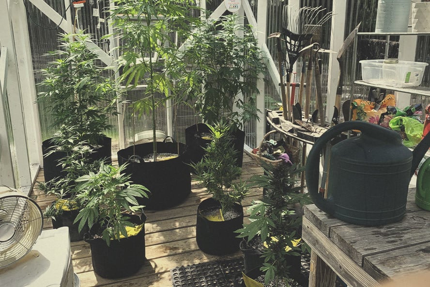 Building The Best Greenhouse For Marijuana Rqs Blog