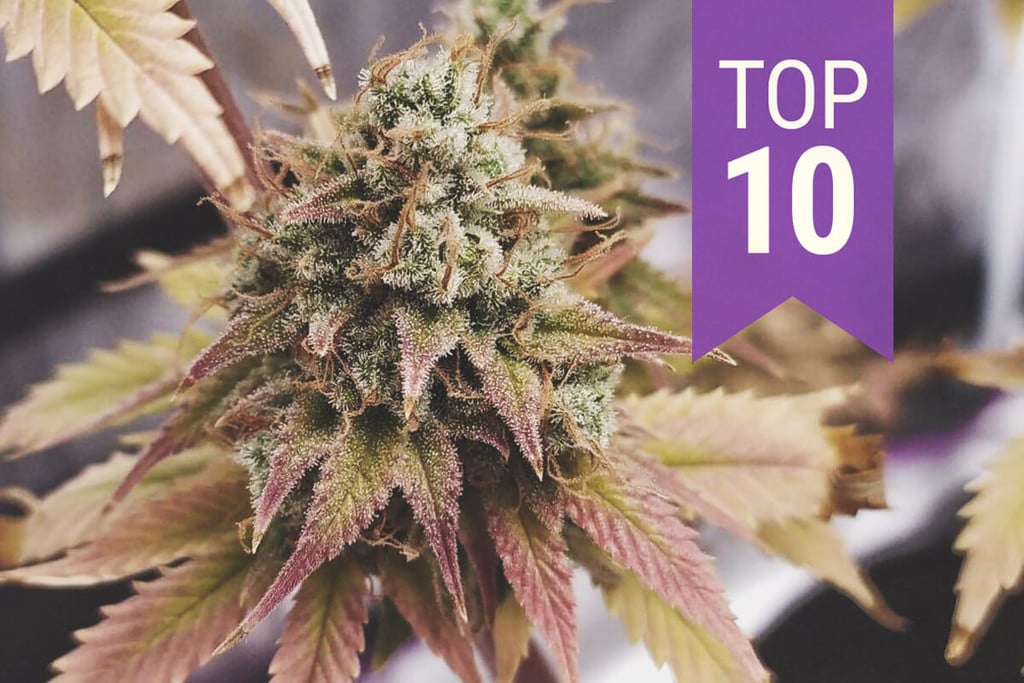 Discover the 10 High-THC Strains of 2023 - RQS Blog