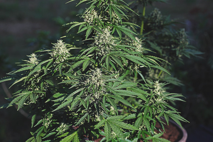 How To Grow Autoflowering Cannabis Rqs Blog - 