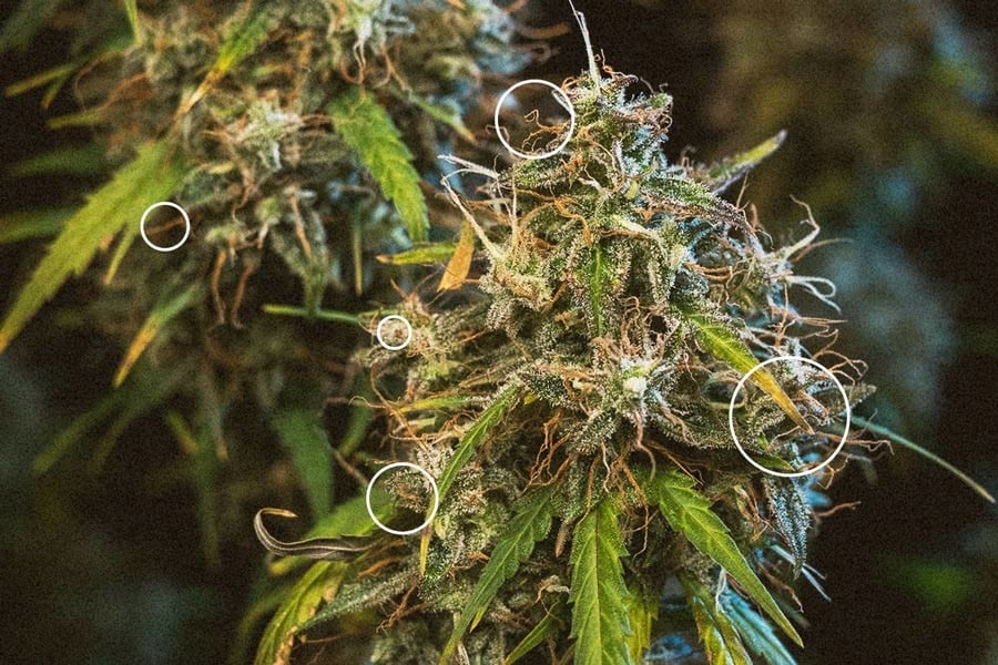 cannabis sativa buds