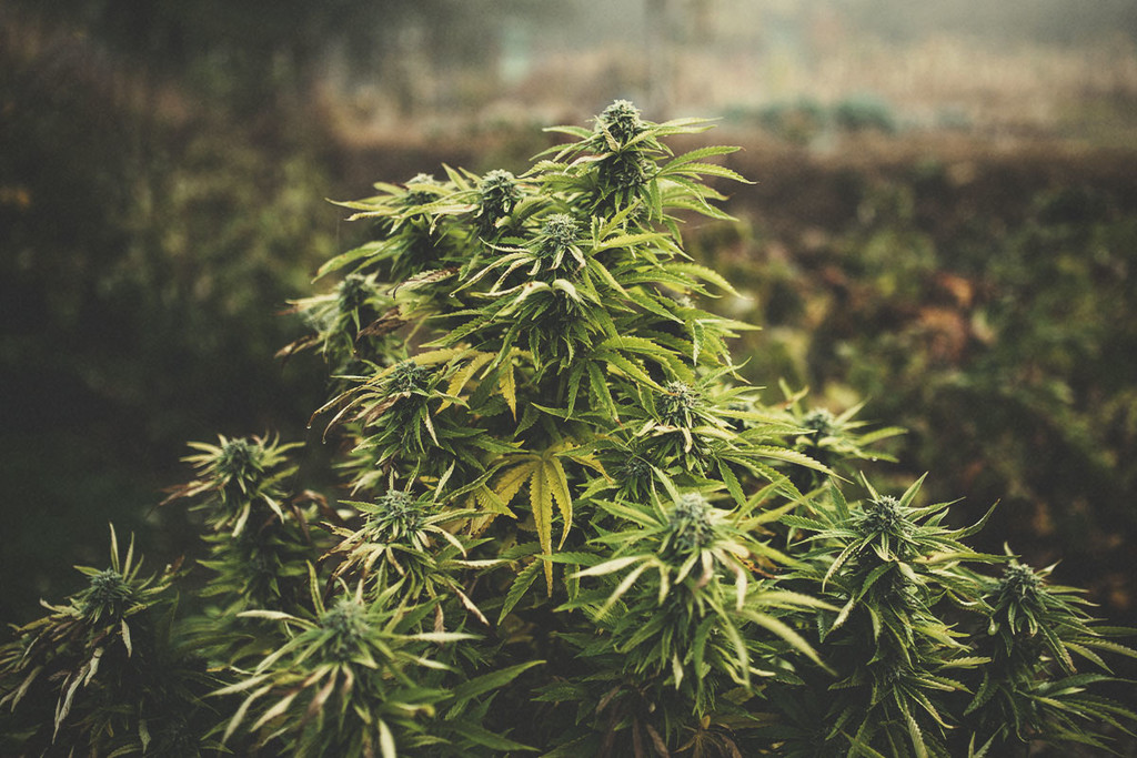 What Is Photoperiod Cannabis & How To Grow It Outdoors - RQS Blog