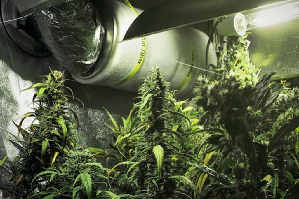 How To Use Carbon Filters In Your Cannabis Grow Room - RQS Blog