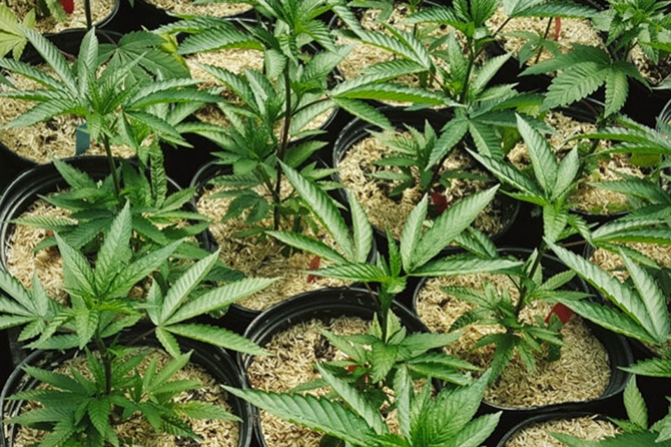 How to Use Mulch for Healthier Cannabis Plants - RQS Blog