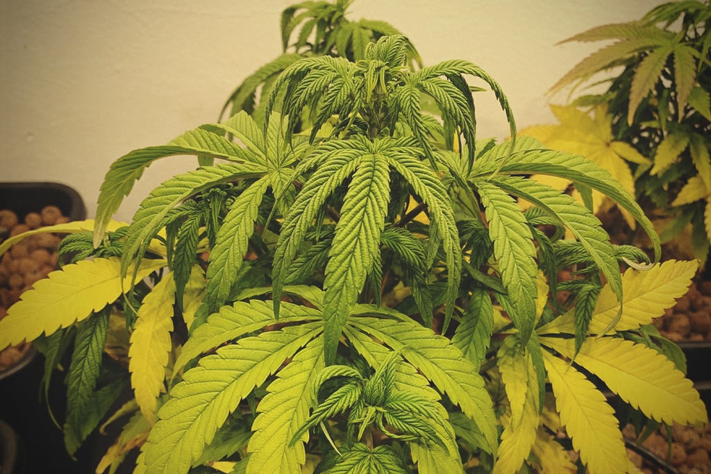 cannabis plant problems and solutions
