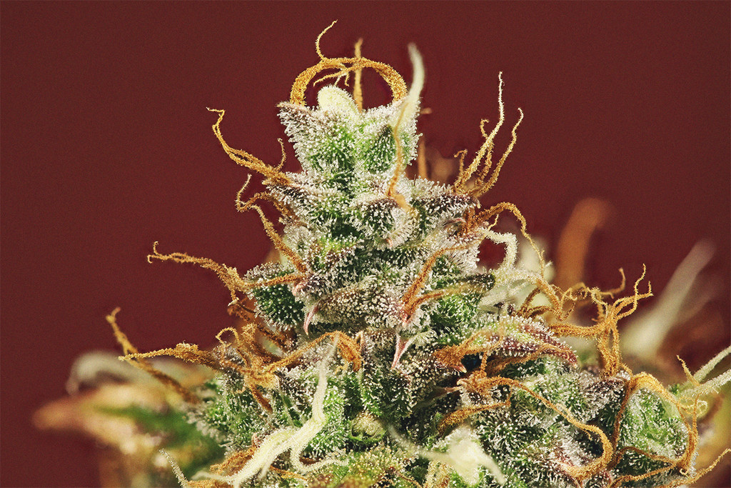 The Importance Of Pistils To Marijuana Growers Rqs Blog