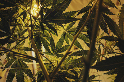 How to Grow Autoflowering Cannabis - RQS Blog