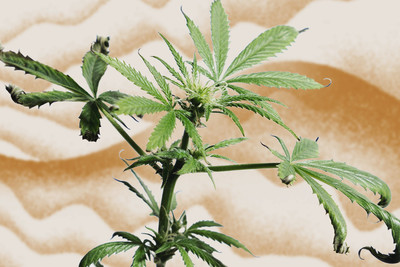 La ventilation dans les plantations de marijuana indoor