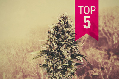 Our Top 5 Sativa Strains For Warm Climates - RQS Blog