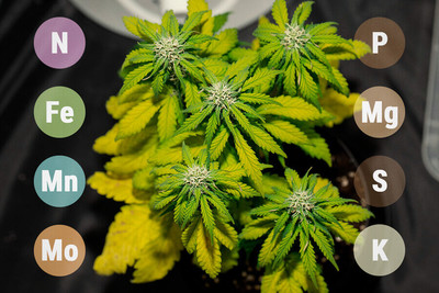Should You Worry About Purple Or Red Cannabis Stems? - RQS Blog