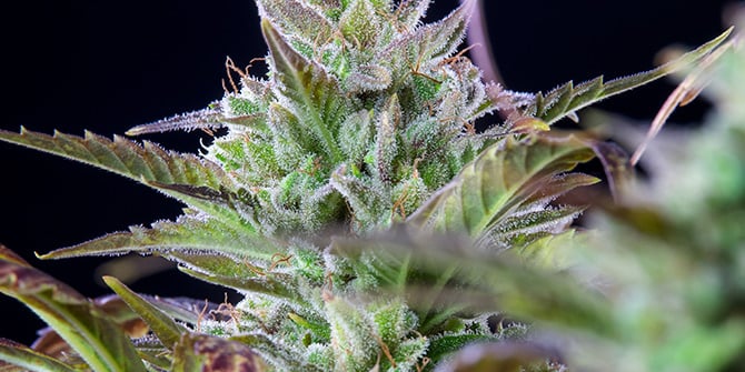 Blue Pineapple O.G.  EC Genetics Cannabis Seeds Canada