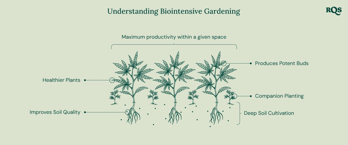 Illustration of biointensive gardening, showing maximum productivity, healthier plants, potent buds, companion planting, deep soil cultivation, and improved soil quality.