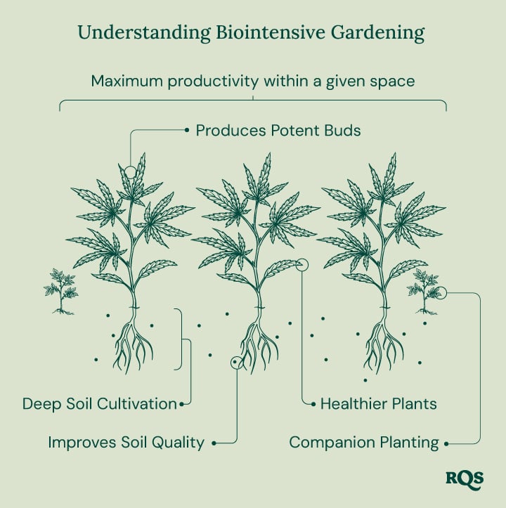 Illustration of biointensive gardening, showing maximum productivity, healthier plants, potent buds, companion planting, deep soil cultivation, and improved soil quality.