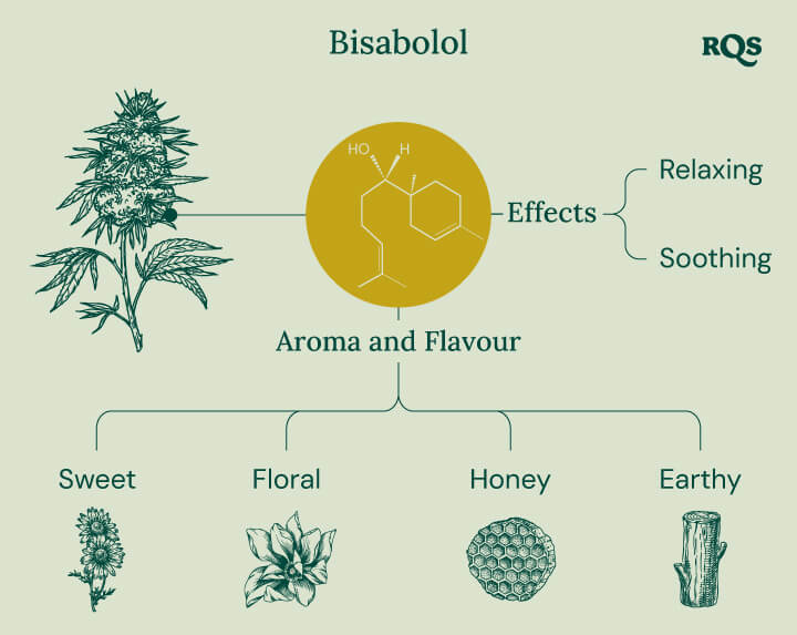 Infographic about the bisabolol terpene, illustrating its effects and aromas. It shows descriptions of "relaxing" and "soothing" effects, with aroma notes such as sweet, floral, honey, and earthy.