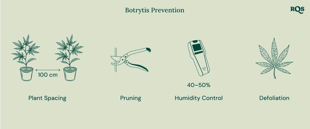 How to treat botrytis in cannabis