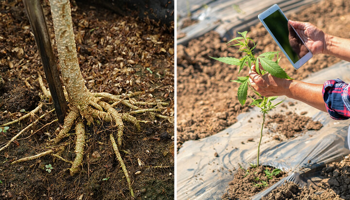 Two images: Left shows a tree trunk with exposed roots. Right displays a hand holding a tablet next to a young cannabis plant in a field.