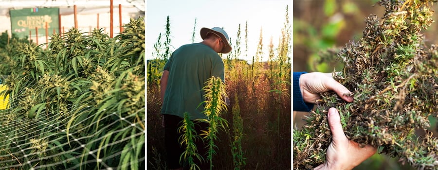 Croptober harvest