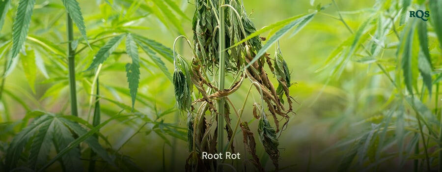 Cannabis plant affected by root rot with yellowing and drooping leaves, caused by overwatering and poor drainage. Highlights cannabis leaves yellowing and yellow marijuana symptoms.