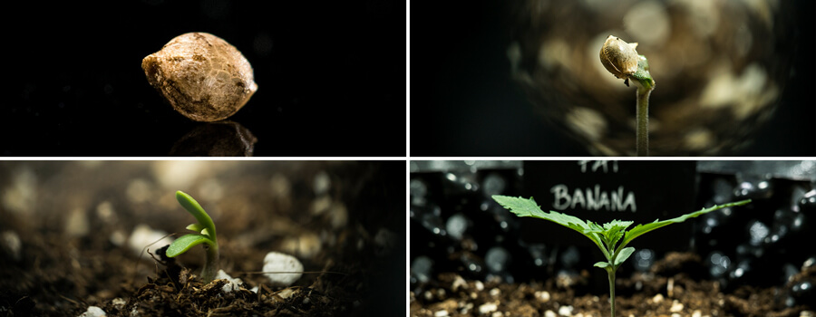 Cannabis seed germination