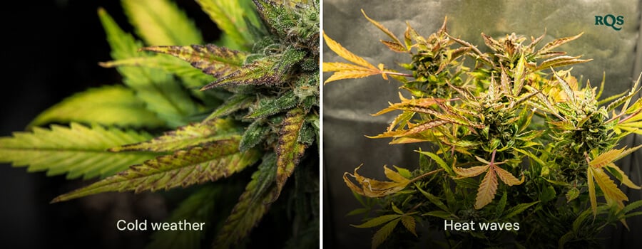 Comparison of cannabis leaves damaged by cold weather and heat waves, with visible yellowing and curling. Highlights environmental stress on cannabis leaves turning yellow.