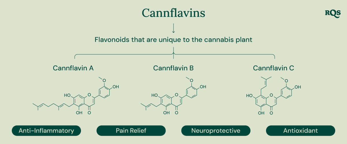 Infographic showing the three cannflavins unique to the cannabis plant: Cannflavin A, Cannflavin B, and Cannflavin C. Each cannflavin is associated with a specific potential health benefit: anti-inflammatory, pain relief, neuroprotective, and antioxidant