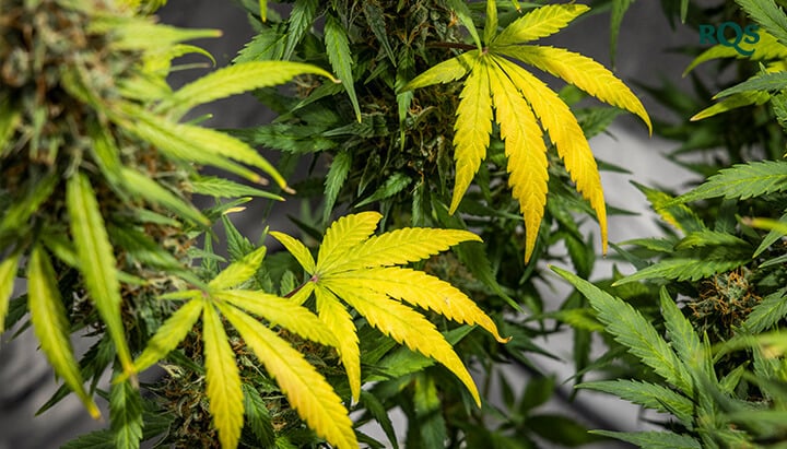 Close-up of cannabis leaves turning yellow, showcasing early signs of stress or nutrient deficiencies. Highlights cannabis yellowing during different growth stages.