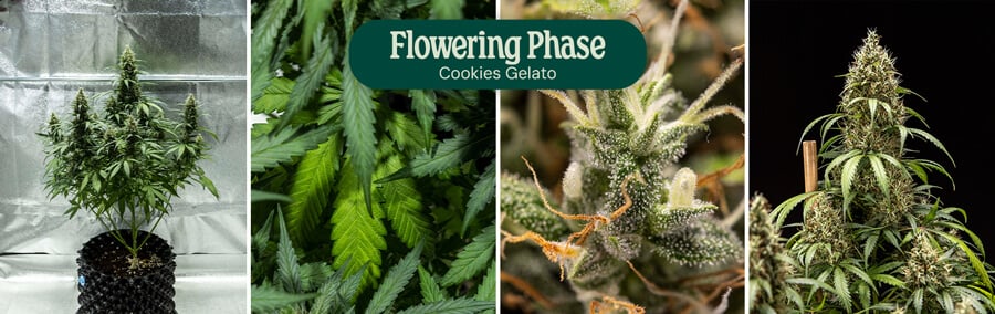 Cookies Gelato Flowering Phase