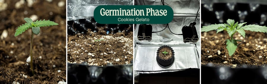 Cookies Gelato Germination