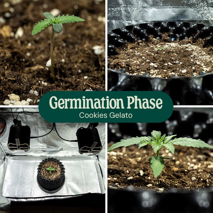 Cookies Gelato Germination