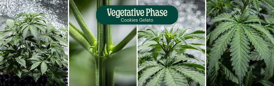 Cookies Gelato Vegetative Phase