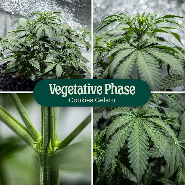 Cookies Gelato Vegetative Phase