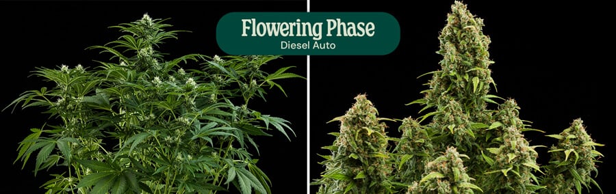 Diesel Auto Flowering Phase